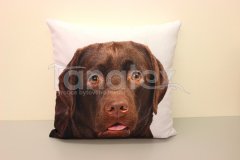 Fotopolštář hnědý Labrador - Polštářky - Fotopolštář zvíře Polštářky - Fotopolštář zvíře