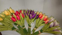 Tulipány barevné svazek sd 20ks Umělé květiny, větvičky, pugety