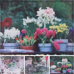 Obraz motiv květiny outdoor Vanocni_dekorace - Fotorámečky, obrazy, hodiny stolní a závěsné