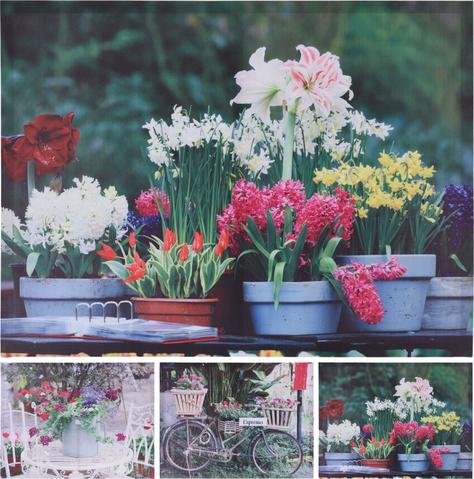 Obraz motiv květiny outdoor - Fotorámečky, obrazy, hodiny stolní a závěsné