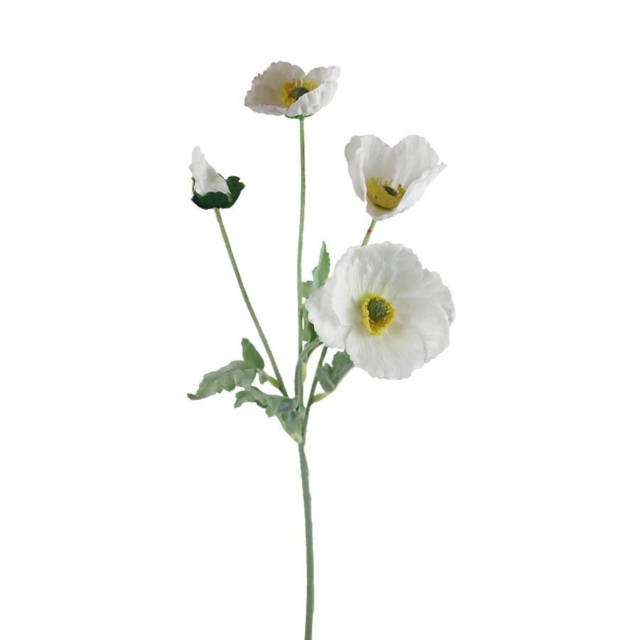 Vlčí mák X7963-01 - Květiny